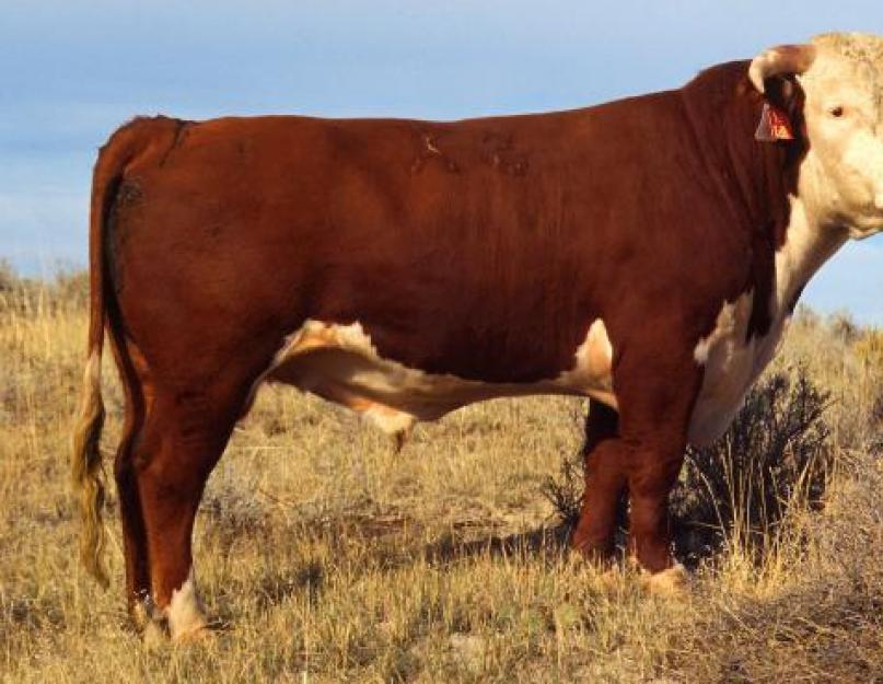 Бизнес план по животноводческой ферме. Мясное скотоводство - бизнес-план. Как заработать на мясном и молочном скотоводстве. Мясные и молочные породы скота