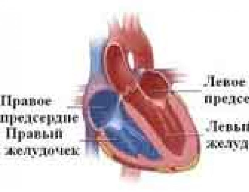 Сколько камер в сердце. 4 Камеры сердца. Запустевание камер сердца. Растяжение 4 камер сердца.