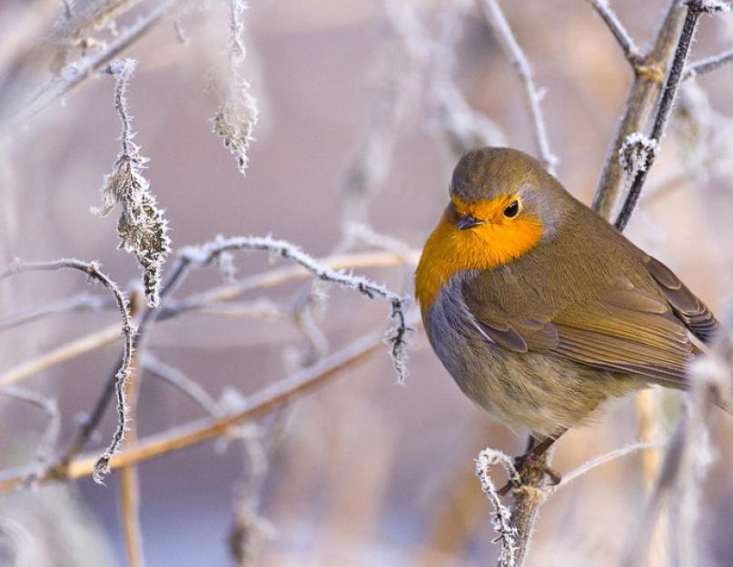 اسماء الطيور المهاجرة.  الطيور الشتوية والمهاجرة: أسماء الطيور، حقائق مثيرة للاهتمام.  ما هي الطيور التي تسمى مهاجرة وأيها ليست كذلك؟